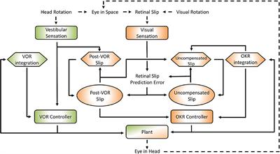 A Neuroanatomically Grounded Optimal Control Model of the Compensatory Eye Movement System in Mice